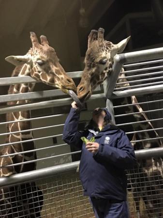 giraffes